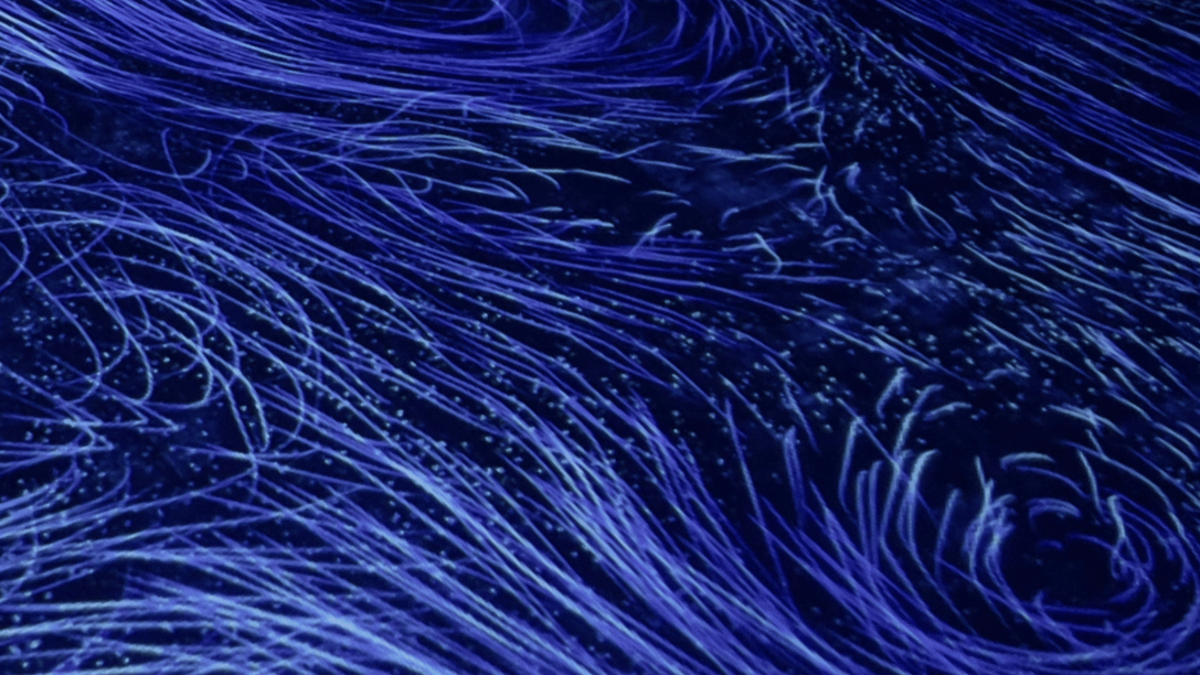 Discover your Energetic Blue Print, Image taken by Sparkle Style Co. Tokyo, Japan . This image is from Team Lab Borderless digital Mori art projection.